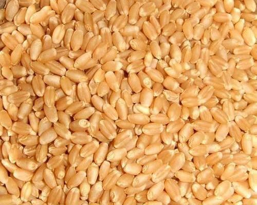 Lokwan Wheat Seeds