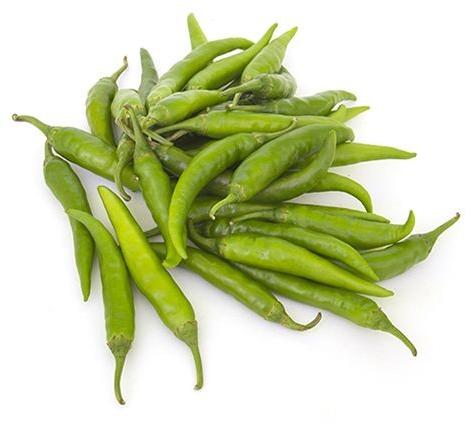 Organic Fresh Green Chilli, Packaging Type : Gunny Bags