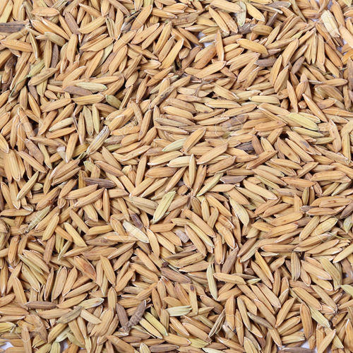 Organic Paddy Rice, for Animal Feed, Human Consumption, Style : Dried
