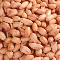 Bold Groundnut Seeds, for Cooking, Making Oil, Style : Dried