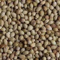 whole coriander seeds