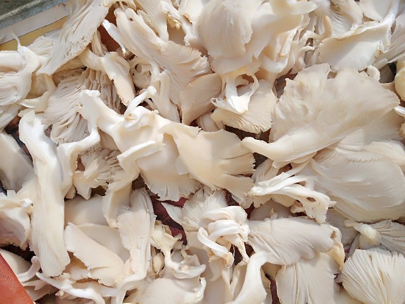 Common Oyster Mushroom, for Cooking, Packaging Type : Plastic Bag