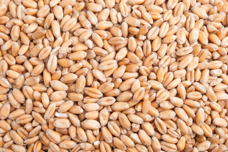 Organic Hybrid Wheat Seeds, Style : Raw