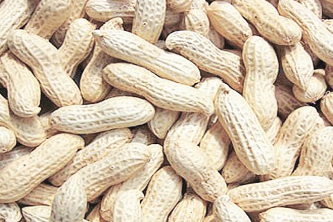 Organic Raw Shelled Groundnuts, for Namkeen, Oil Extraction, Style : Dried