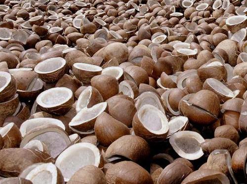 Hard Organic Split Copra Coconut, Color : Brown