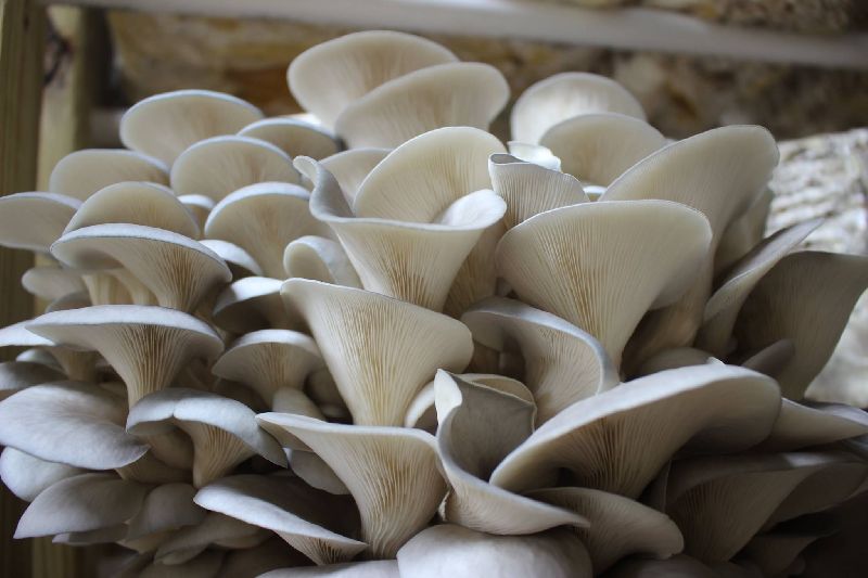 Organic Plantation Farm Business Oyster Mushrooms Growing On Bags Stock  Photo  Download Image Now  iStock
