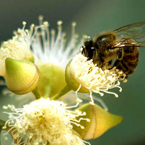 Eucalyptus Honey, for Personal, Cosmetics, Gifting, Grade Standard : Medicine Grade, Food Grade