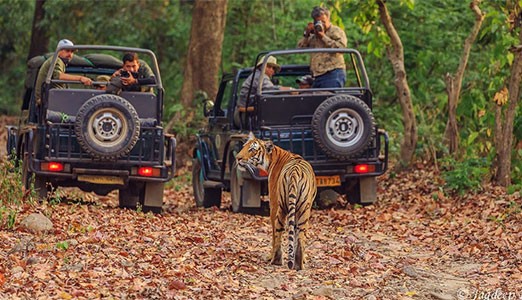 Jim Corbett National Park Tour Package