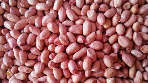 Organic peanut kernels, Shelf Life : 6months