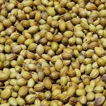 Organic coriander seeds, Shelf Life : 1year
