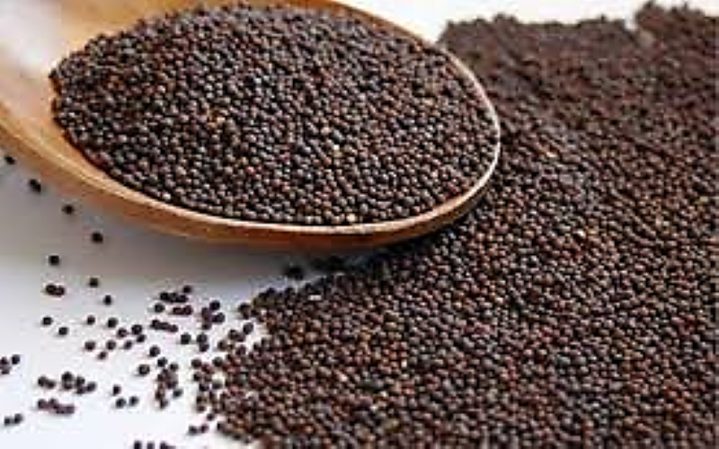 mustard-seeds-exporters-in-tamil-nadu-india-by-dhakshra-incorporation