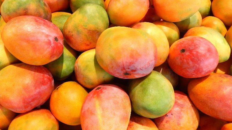 mango-manufacturer-in-tirunelveli-tamil-nadu-india-by-ask-exporters