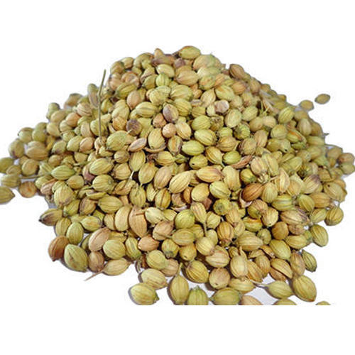 Natural coriander seeds, for Cooking