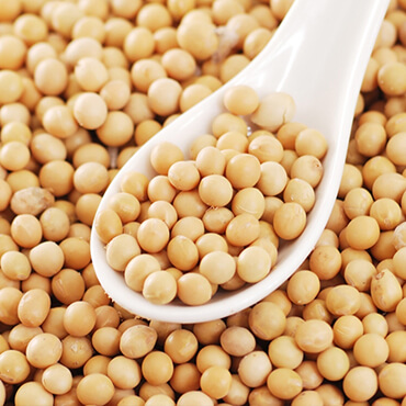 Natural Soybean, for Oil Extraction