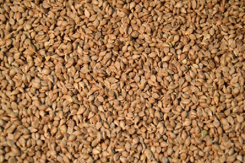 Organic Brown Millet Seeds, Shelf Life : 6months