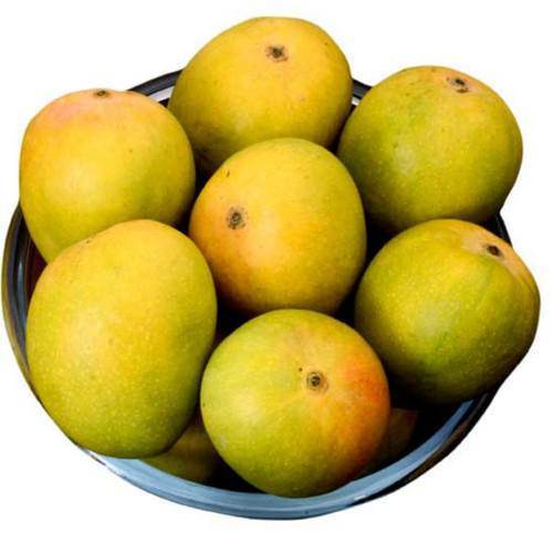 Organic fresh alphonso mango, Shelf Life : 5-10Days