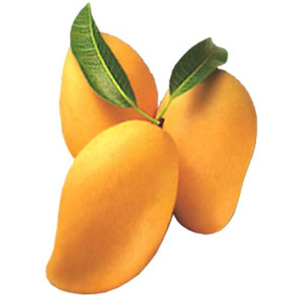 Yellow Alphonso Mango