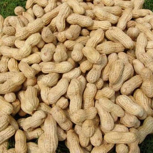 groundnut