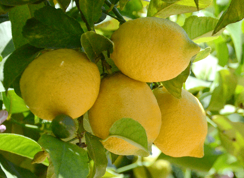 Fresh Yellow Lemon by Tachyons Mediators LLP, fresh yellow lemon from ...