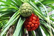 Attar Kewra (Pandanus Odoratissimus)