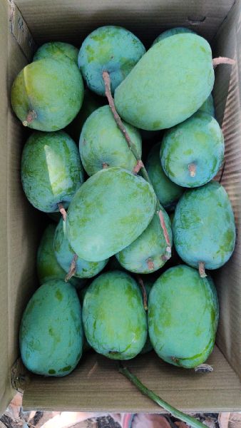 Common Kesor mango, for Direct Consumption, Variety : Kesar
