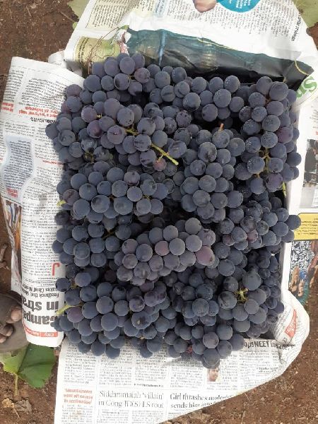 Common fresh grapes, Shelf Life : 5-7days