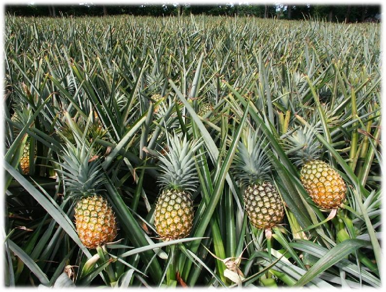 Pineapple Plant by Amritanjali Ayurved (OPC) Pvt. Ltd., pineapple plant