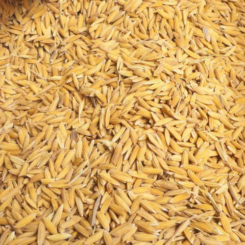 Natural Paddy Seeds, for Animal Feed, Human Consumption, Feature : High Nutritional Content, Longer Shelf Life