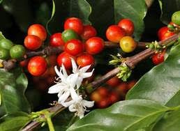 Arabica Coffee Blossom Honey