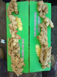 Organic Fresh Ginger, for Cooking