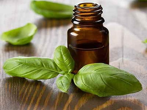 Organic Basil Leaf Oil, for Skin Care, Form : Liquid