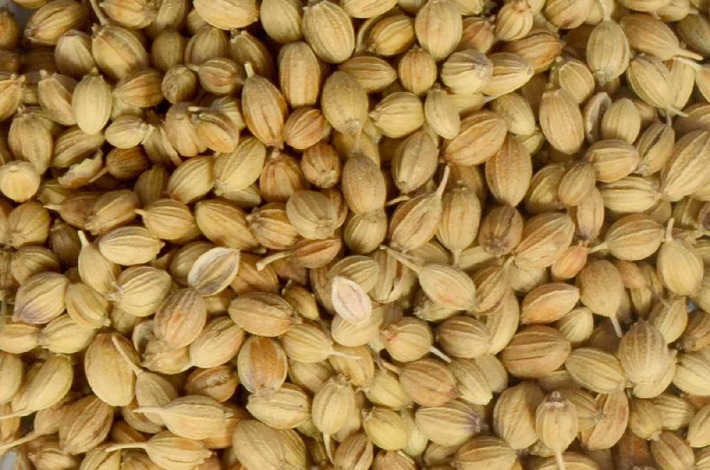Organic coriander seeds, for Cooking, Packaging Size : 100gm