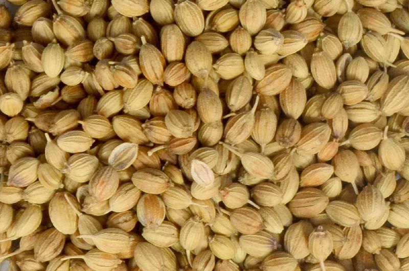 coriander seeds