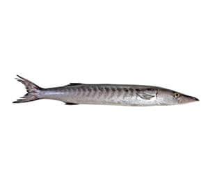 Barracuda Fish