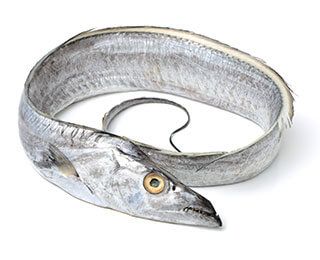 Ribbonfish Fish