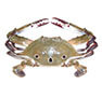 Three Spotted Crab