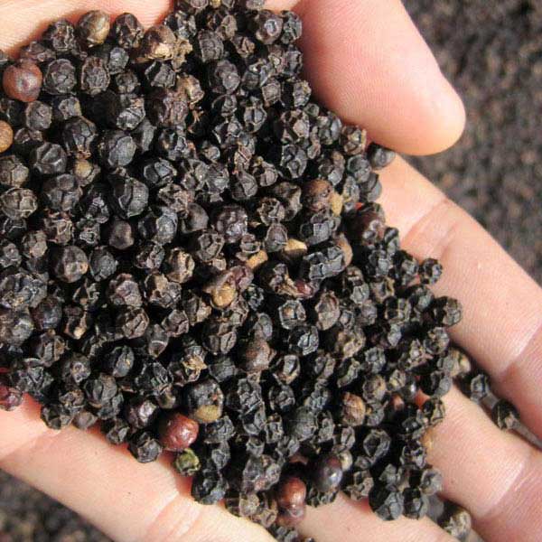 Common Black Pepper Seeds, for Cooking, Packaging Type : Plastic Pouch