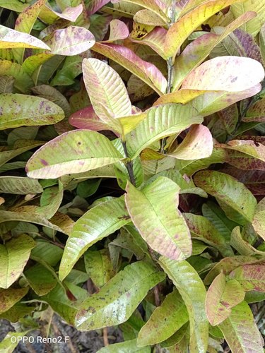 Organic Allahabadi Guava Plants, Color : Green