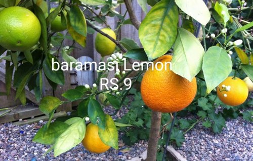 Organic Baramasi Lemon Plants, for Farming, Variety : Hybrid