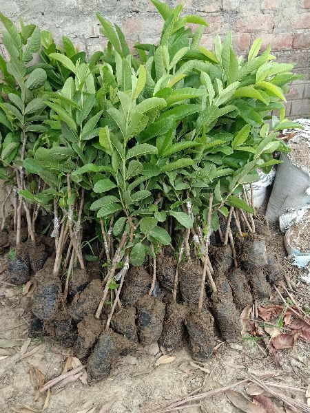 G vilash guava plant, for Farming, Gardening, Feature : Easy Storage, Fast growth, Long Life