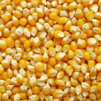 Round Organic yellow maize, for Making Popcorn, Style : Preserved
