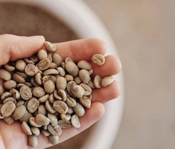 Organic Robusta Coffee Beans, Shelf Life : 1year
