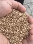 coriander seeds