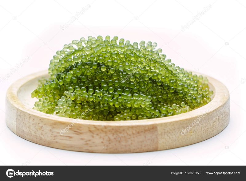 Seagrape/ seagrape powder/ green caviar powder, for Household, Restaurant