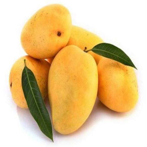 Organic fresh mango, Variety : Devgad, Ratnagiri Alphonso
