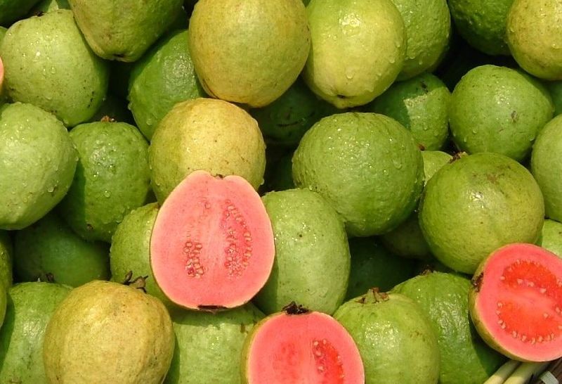 Fresh guava, Color : Green