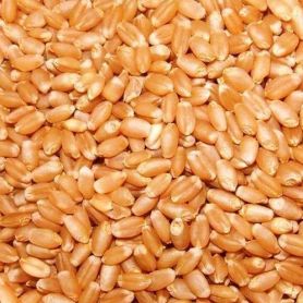 Sortex Clean Wheat