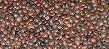 Common Red Lentils, for Cooking, Packaging Type : Gunny Bag, Jute Bag, Plastic Bag, Plastic Packet