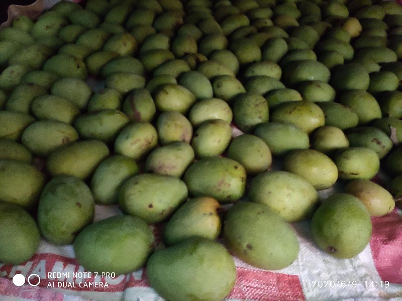 Mango, for Food processing, Packaging Type : Jute Bags