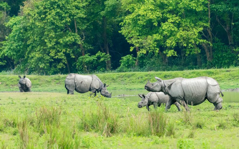Assam Holiday Tour Package